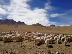 [向包蟲病開戰(zhàn)]——第五站那普居委會四組、五組牧業(yè)點及革吉縣完全小學(xué)篩查